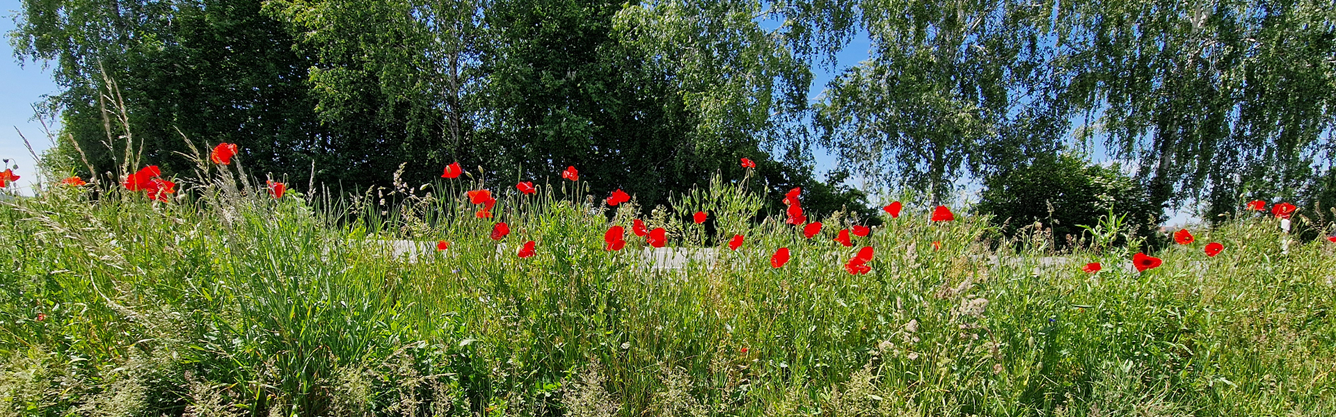 Mohnblumen am Straßenrand 2026
